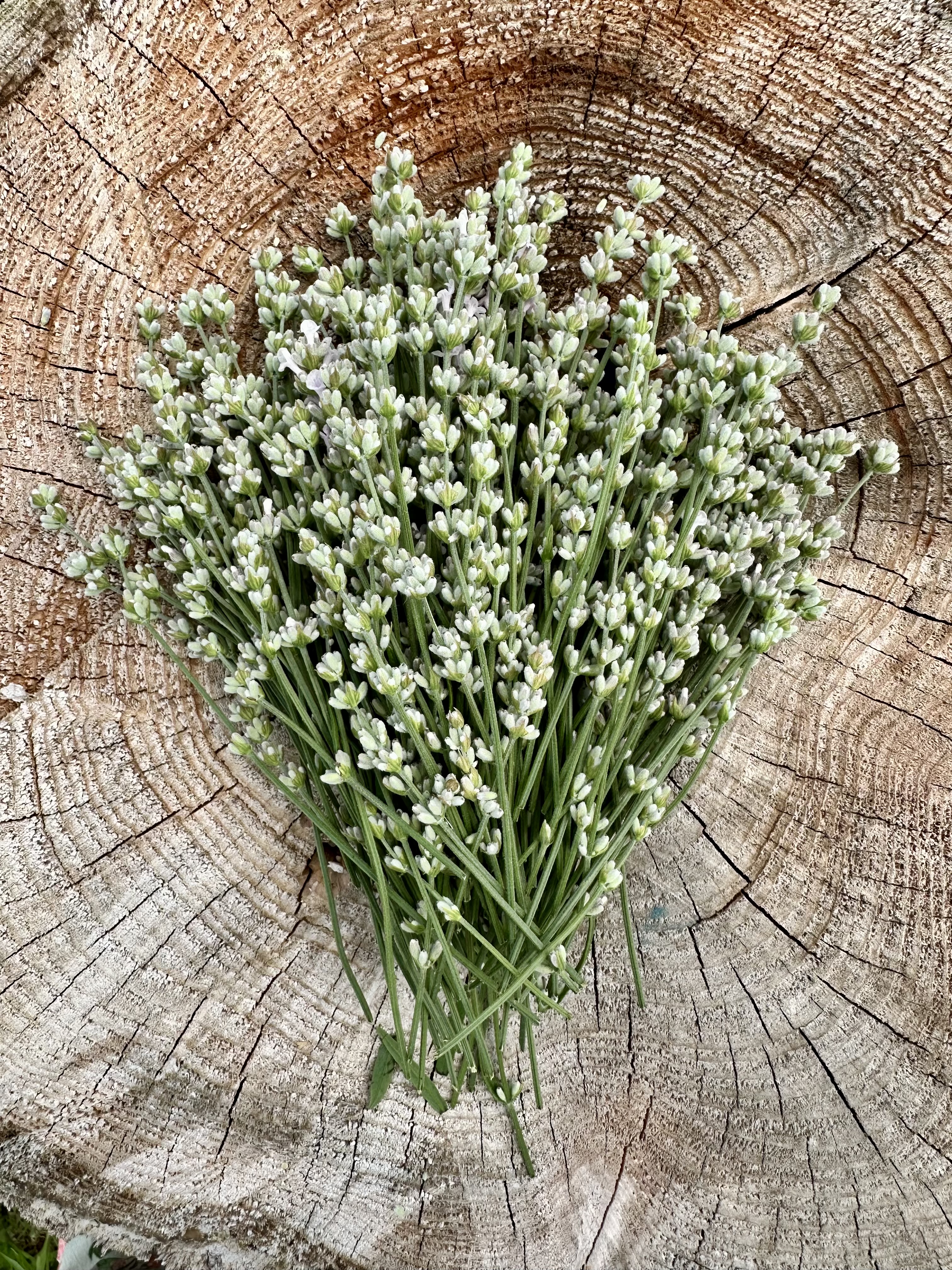Types of Lavender — USLGA