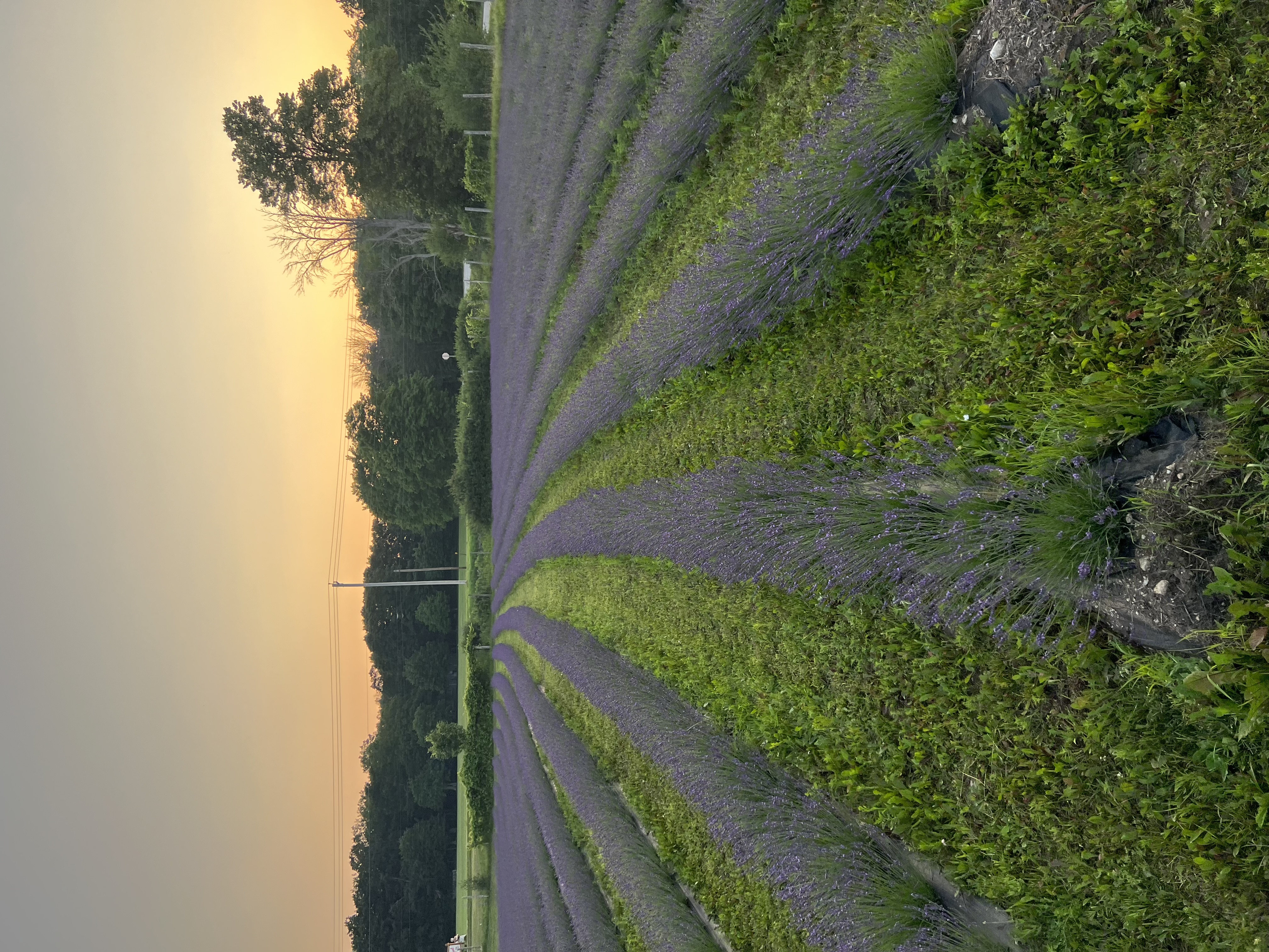 Types of Lavender — USLGA
