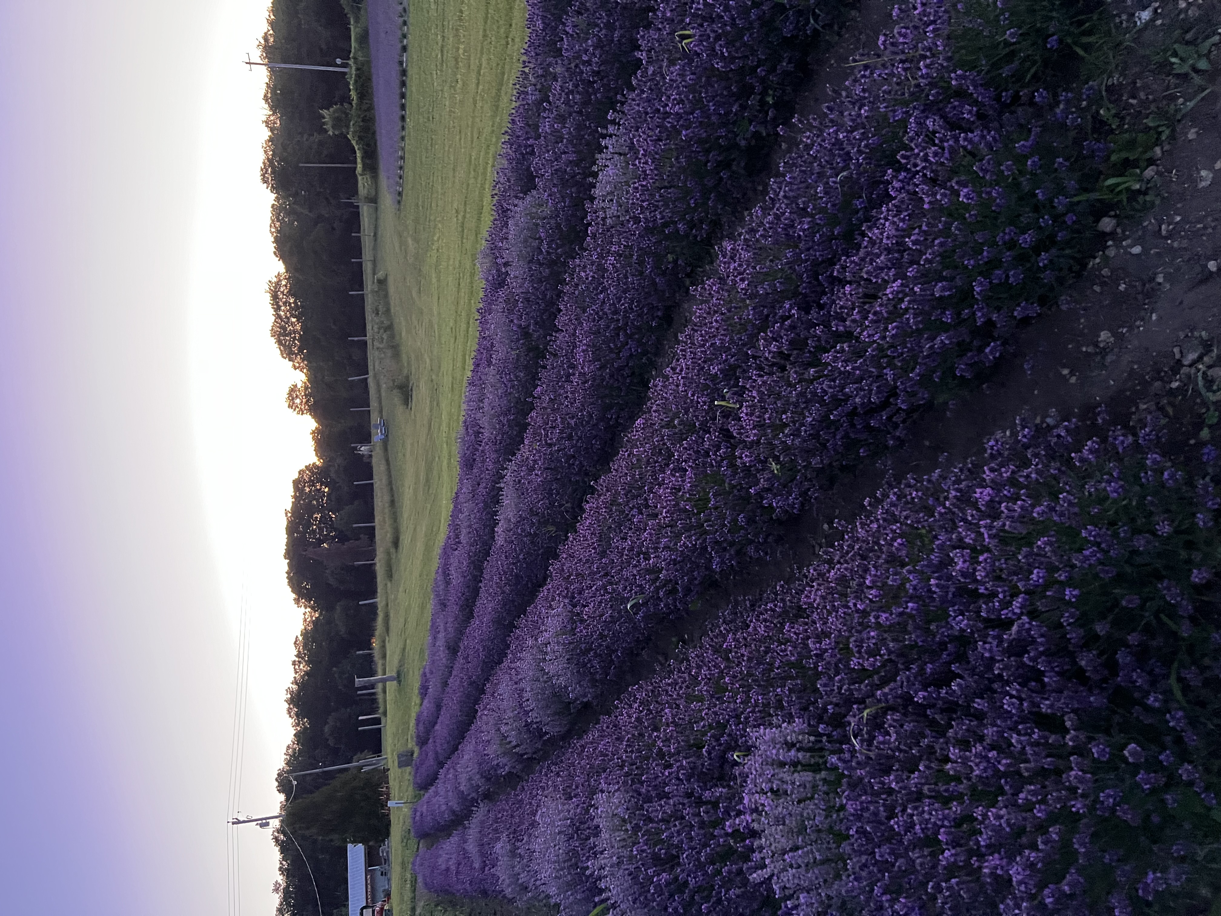 Types of Lavender — USLGA